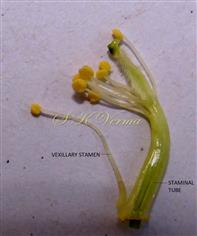  Stamens